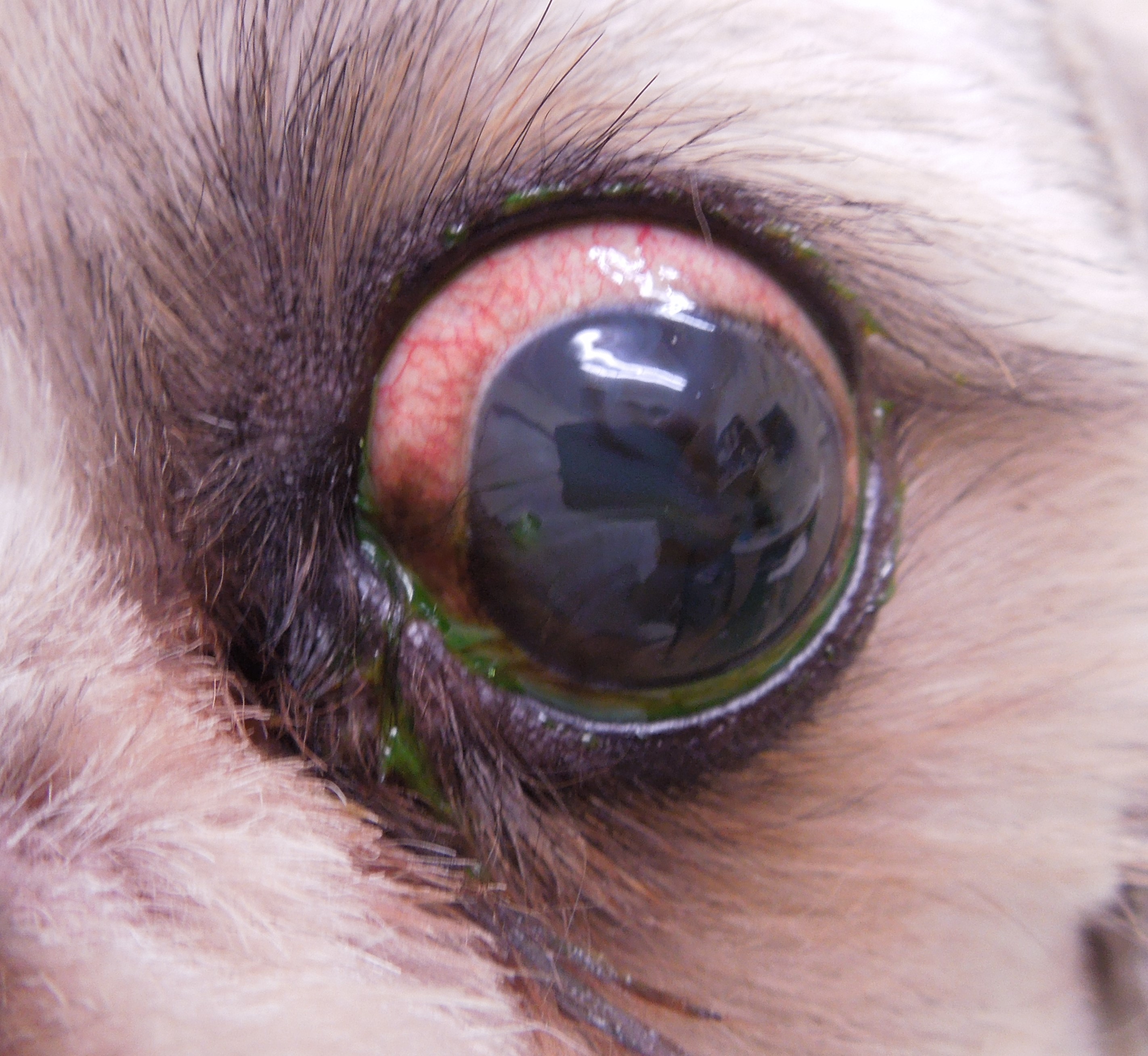 赤い が 犬 白目 結膜下出血とは？―白目が真っ赤になったときの対処法